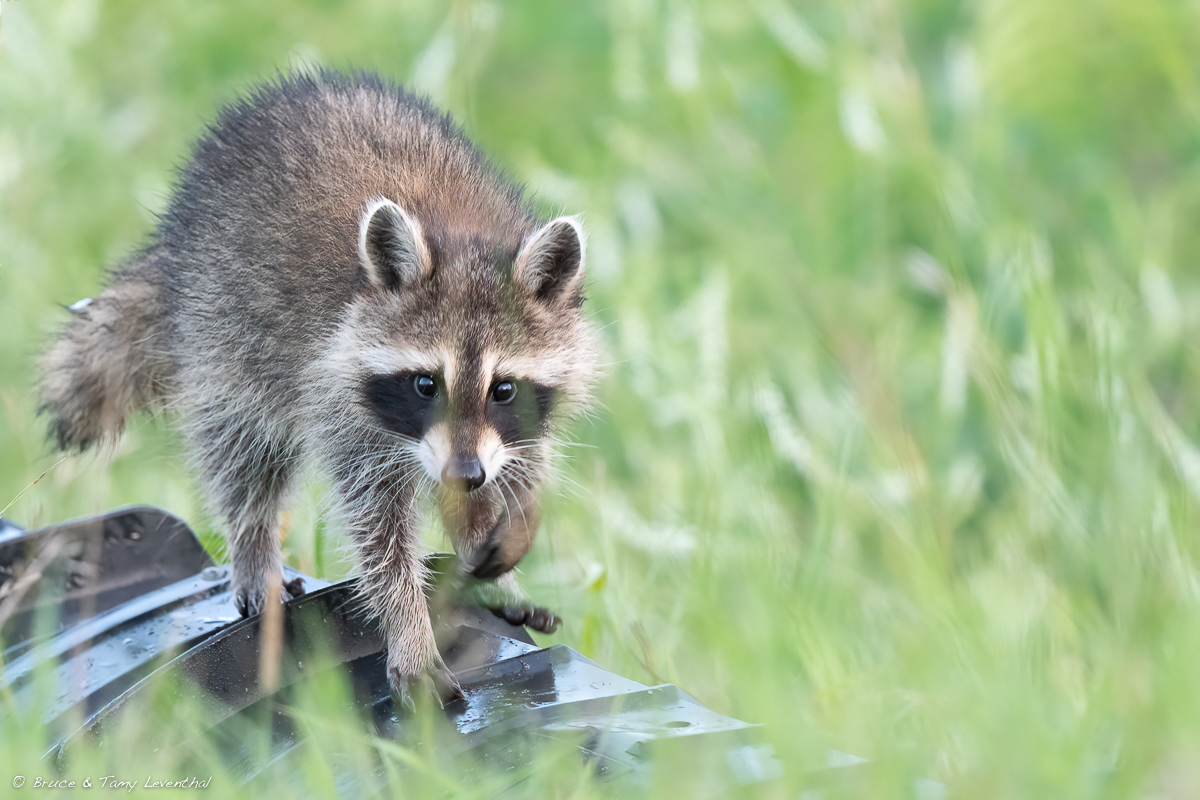 Racoon_LEV3662-Edit.jpg