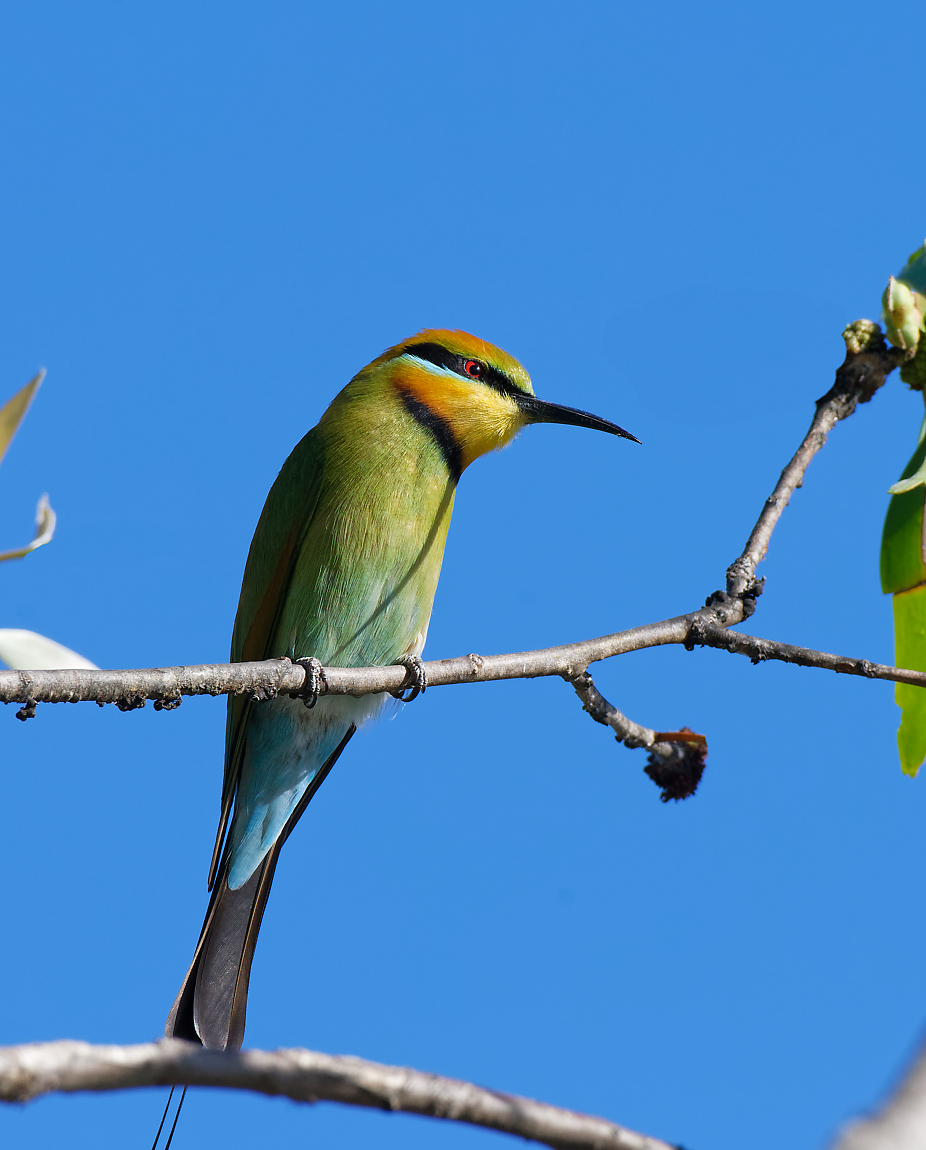 Rainbow Bee Eater - Anbangbang (2).jpg