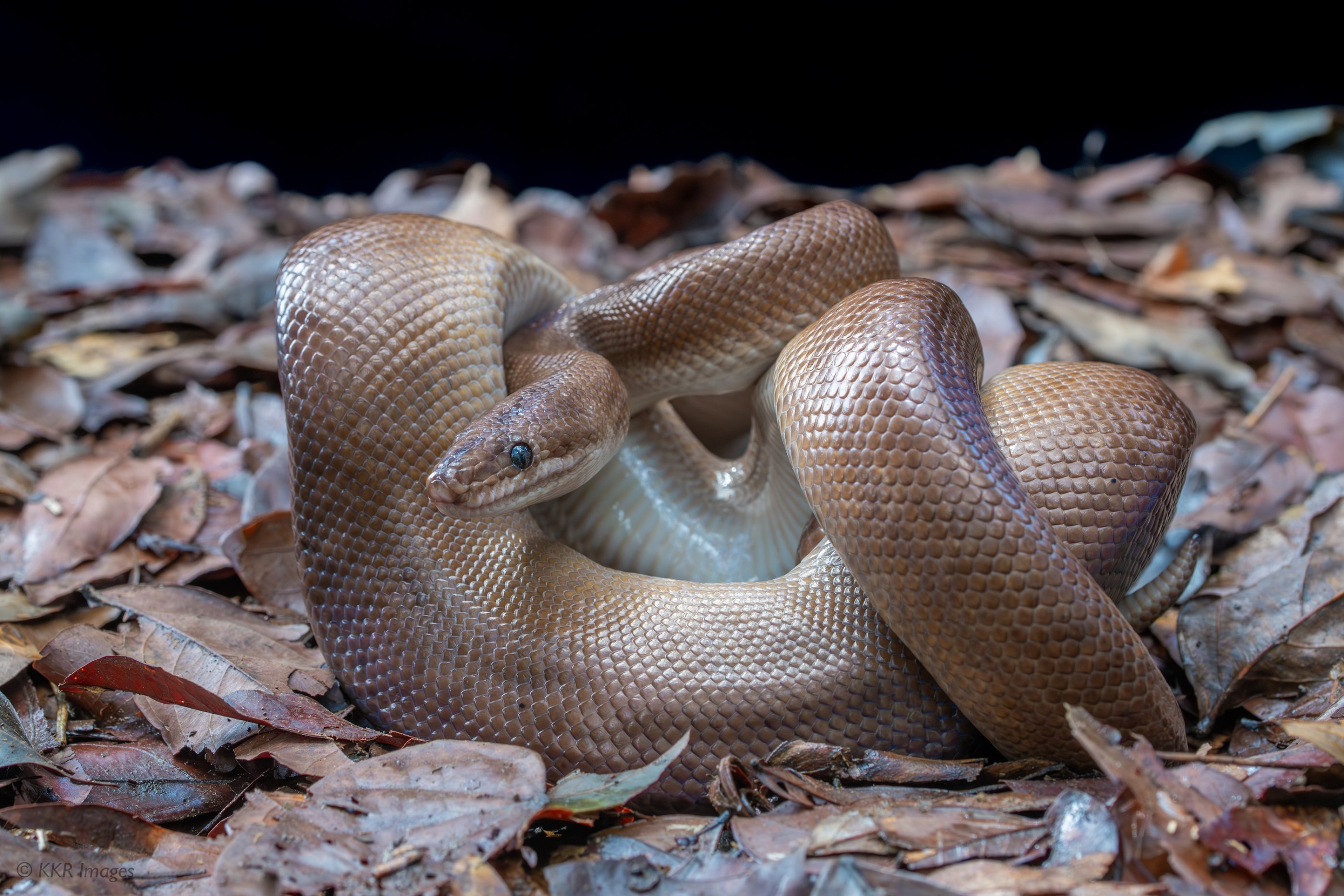 Rainbow boa - Epicrates cenchria ssp copy.jpg