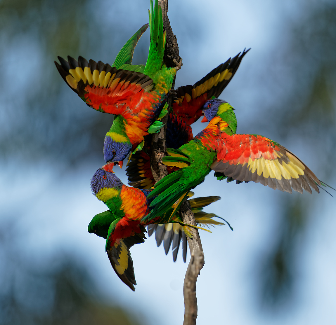 Rainbow Lorikeets wrestling (22).jpg