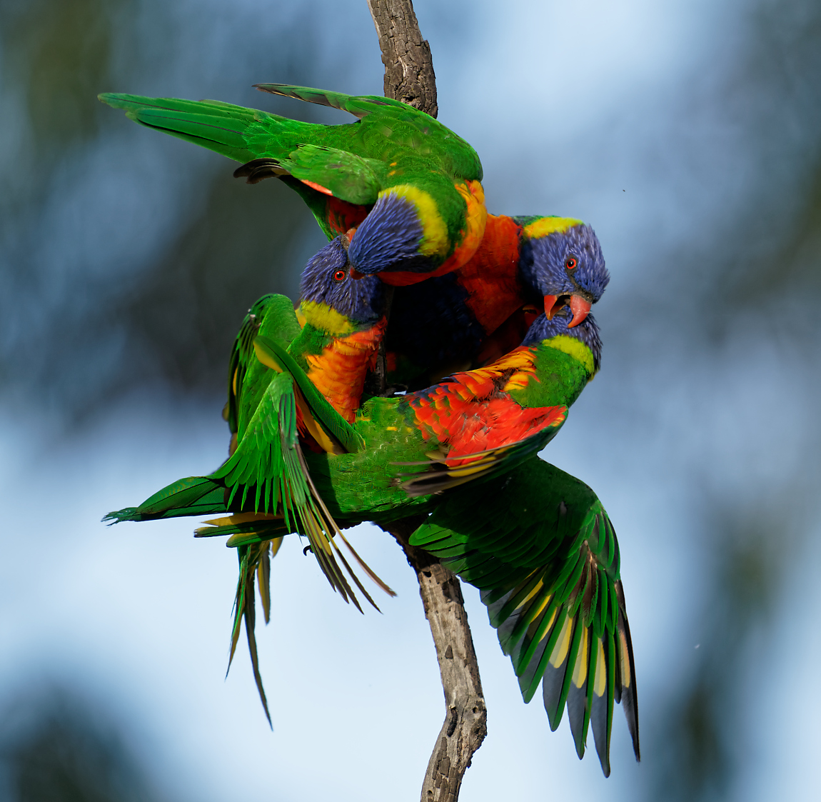 Rainbow Lorikeets wrestling (29).jpg