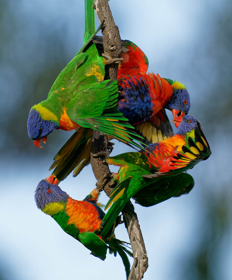 Rainbow Lorikeets wrestling (31).jpg