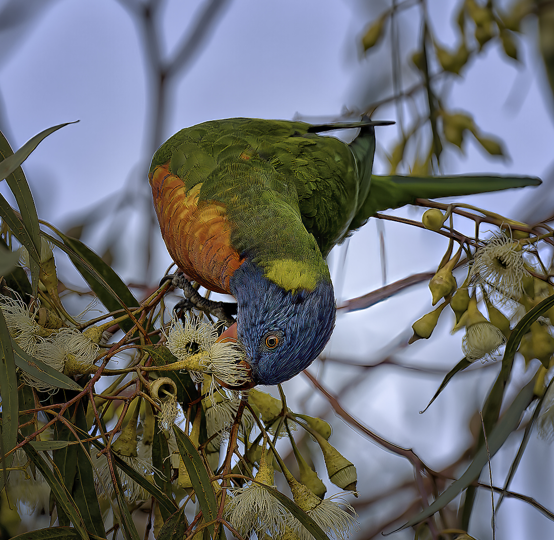 Rainbow_Lorikeet-278-2_1200.jpeg