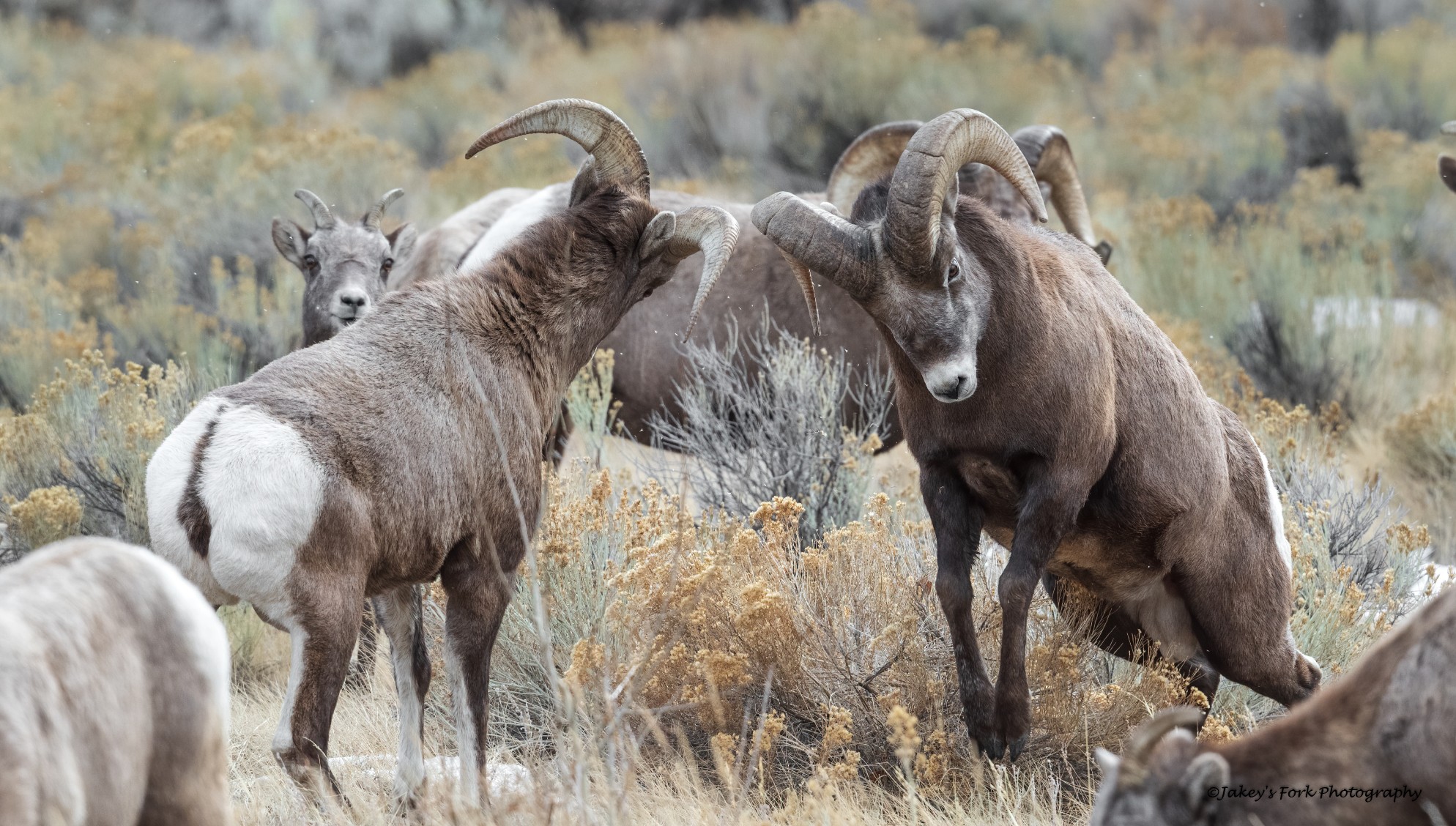 Rams in rut 2020 1_copy_1988x1128.jpg