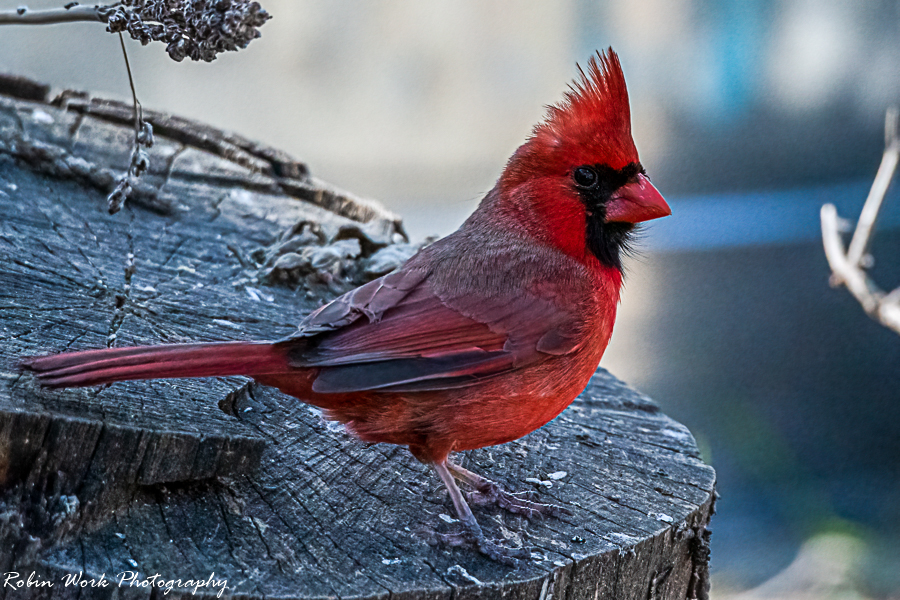 RD5_0259-Male Cardinal.jpg