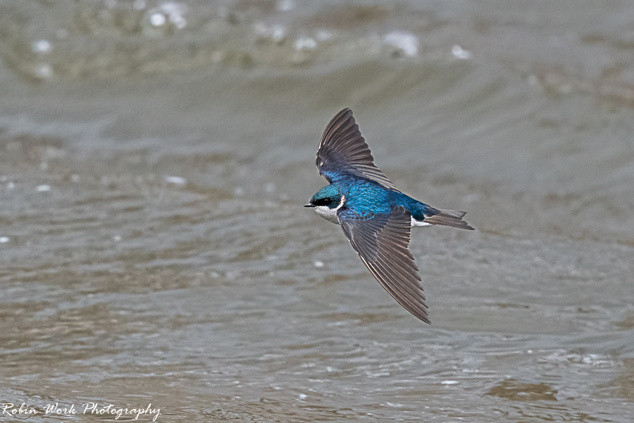 RD5_0538-Tree Swallow on the wing.jpg