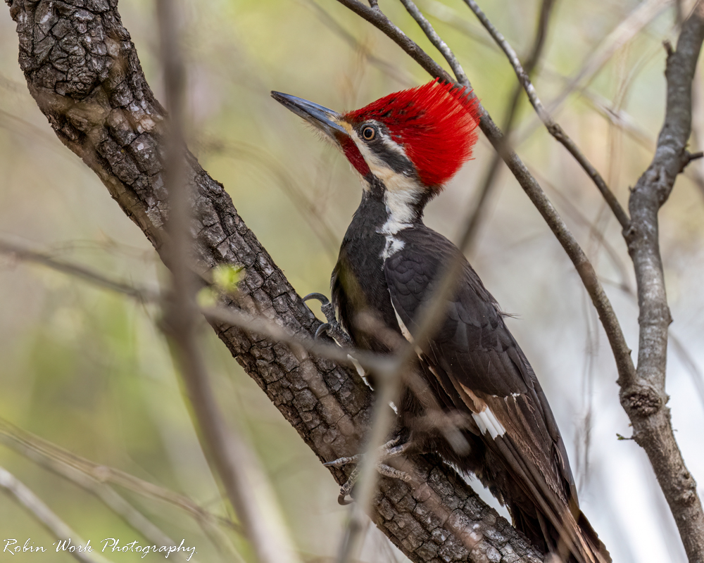 RD5_0877-Pileated  Woodpecker.jpg