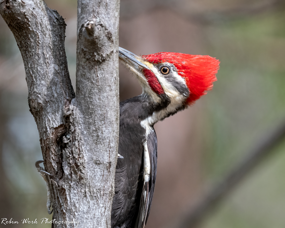 RD5_0895-Pileated  Woodpecker.jpg