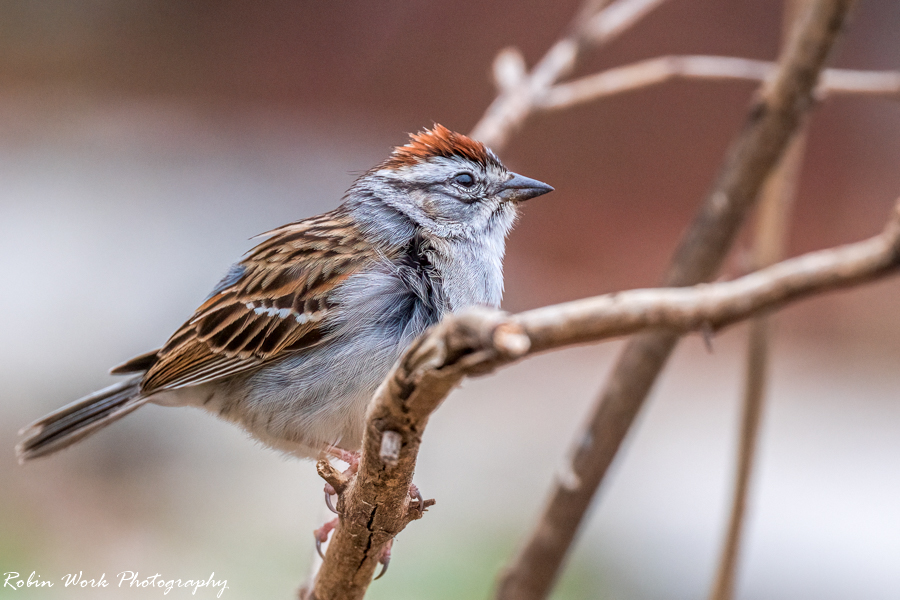 RD5_1215-Chipping Sparrow.jpg