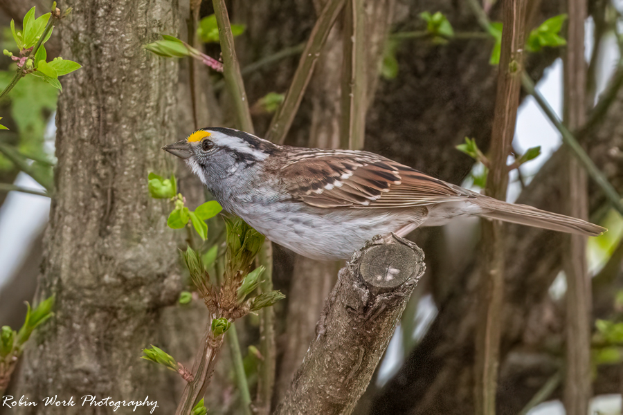 RD5_1326-White Throated Sparrow.jpg