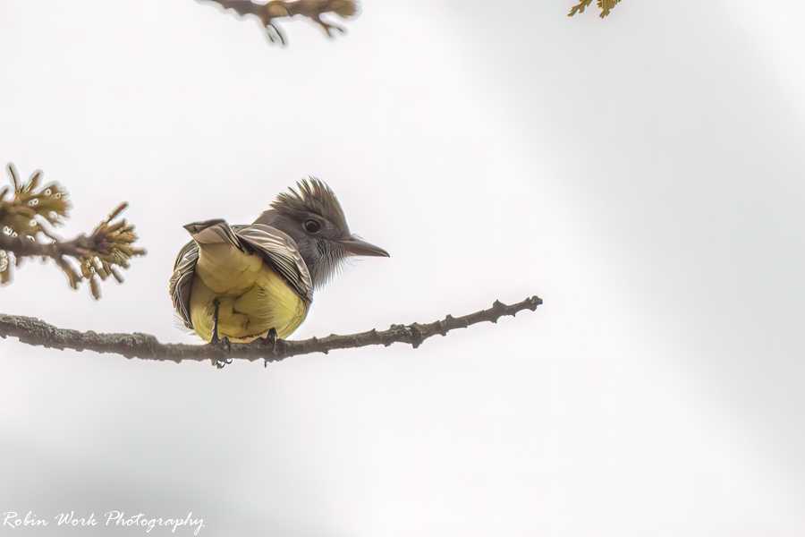 RD5_1654-Great Crested Flycatcher.jpg