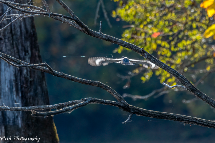 RD5_6522-Belted Kingfisher.png