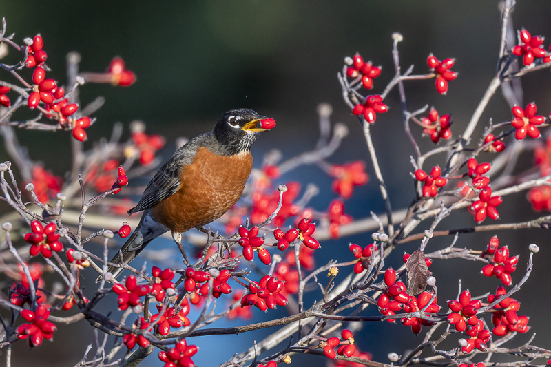 RD5_6788-Robin..png