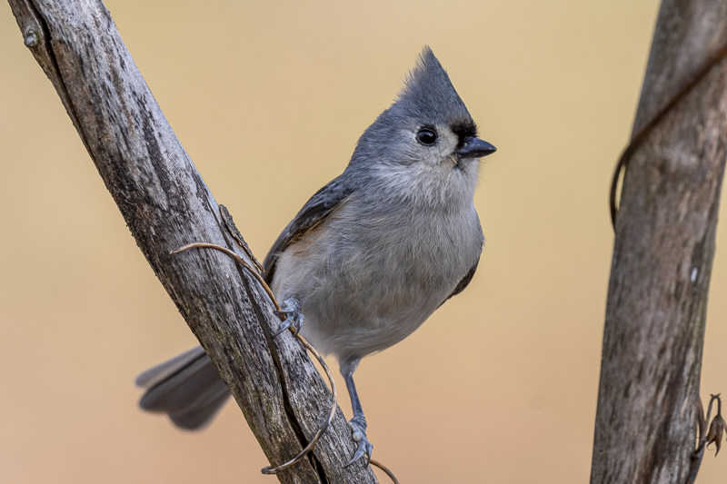 RD5_6831-Tufted Titmouse..png
