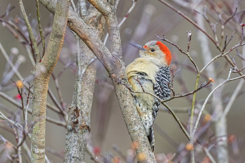 RD5_6859-Female Red Bellied Woodpecker..png