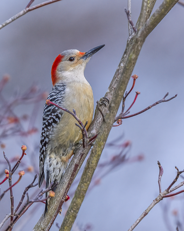 RD5_6869-Female Red Bellied Woodpecker.png