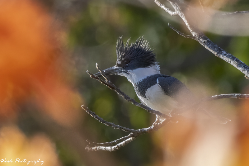 RD5_7015-Male Kingfisher.jpg