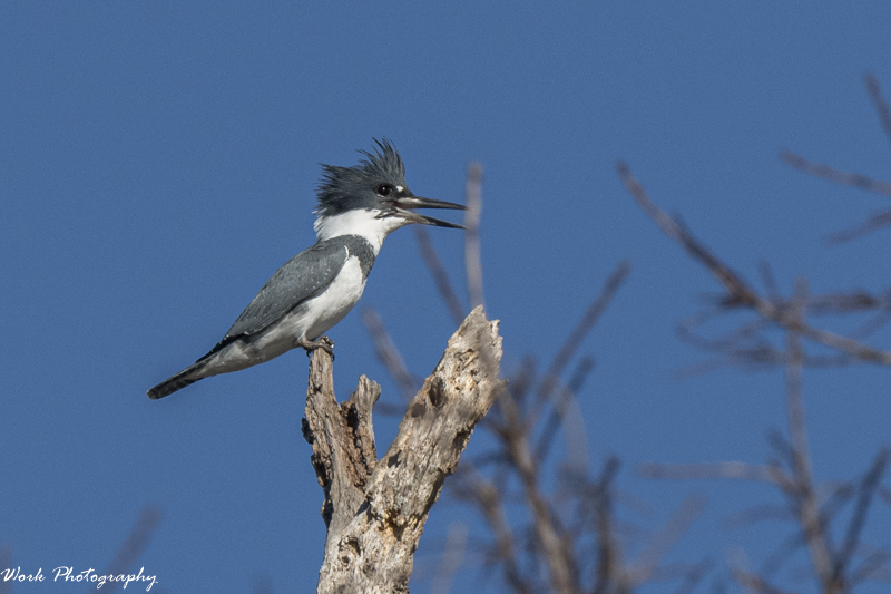 RD5_7021-Male Kingfisher.jpg