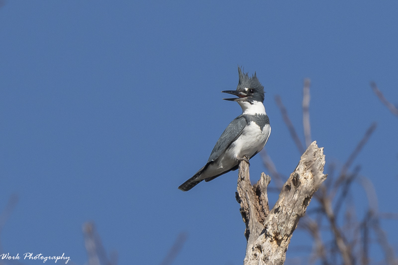 RD5_7024-Male Kingfisher.jpg