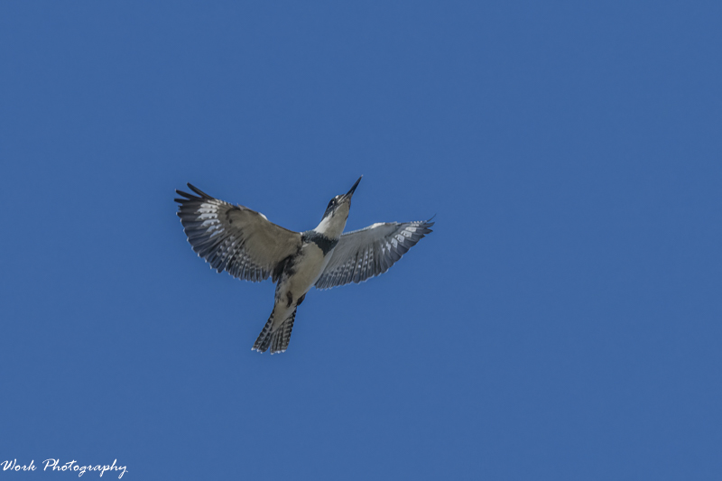 RD5_7028-Male Kingfisher.jpg