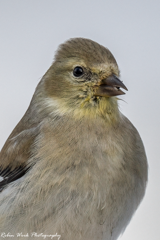 RD5_8371-American Goldfinch.png
