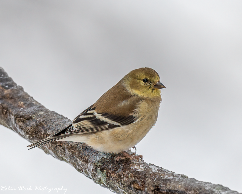 RD5_8399-American Goldfinch.png