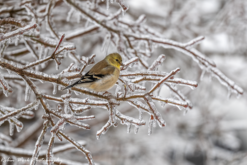 RD5_8431-American Goldfinch.png