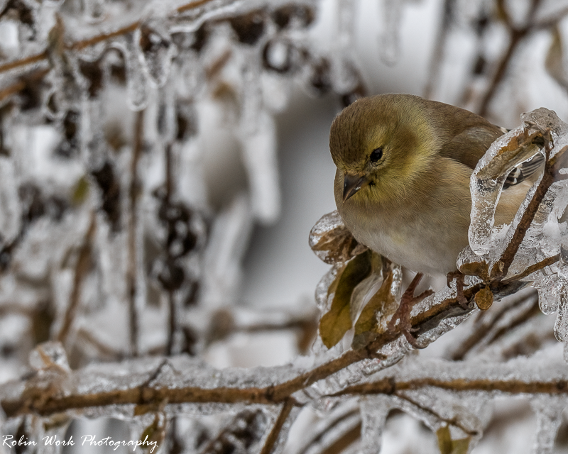 RD5_8464-American Goldfinch.png