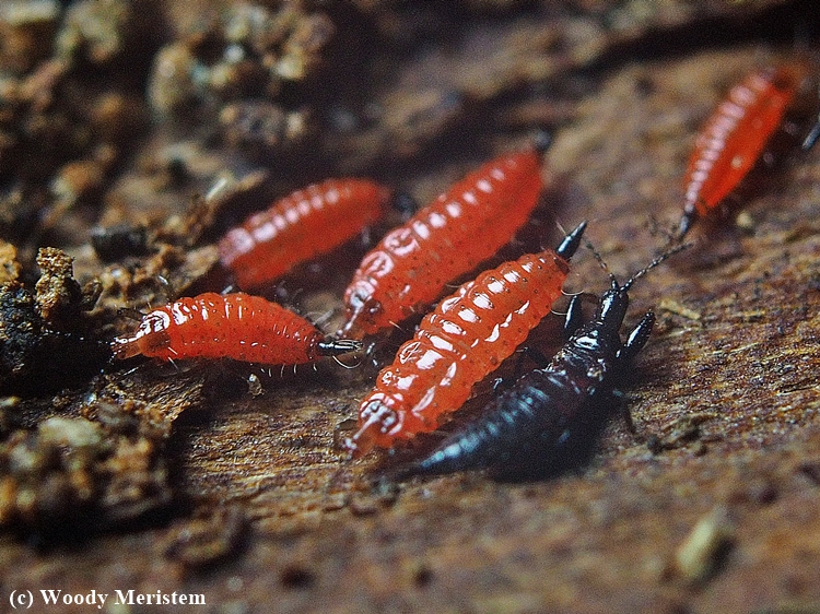 Recycler Thrips.JPG