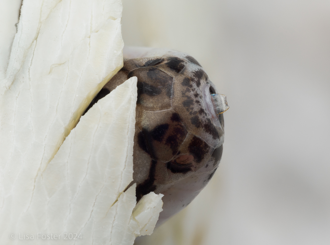 Red and Black Striped Snake Egg Tooth-.jpg