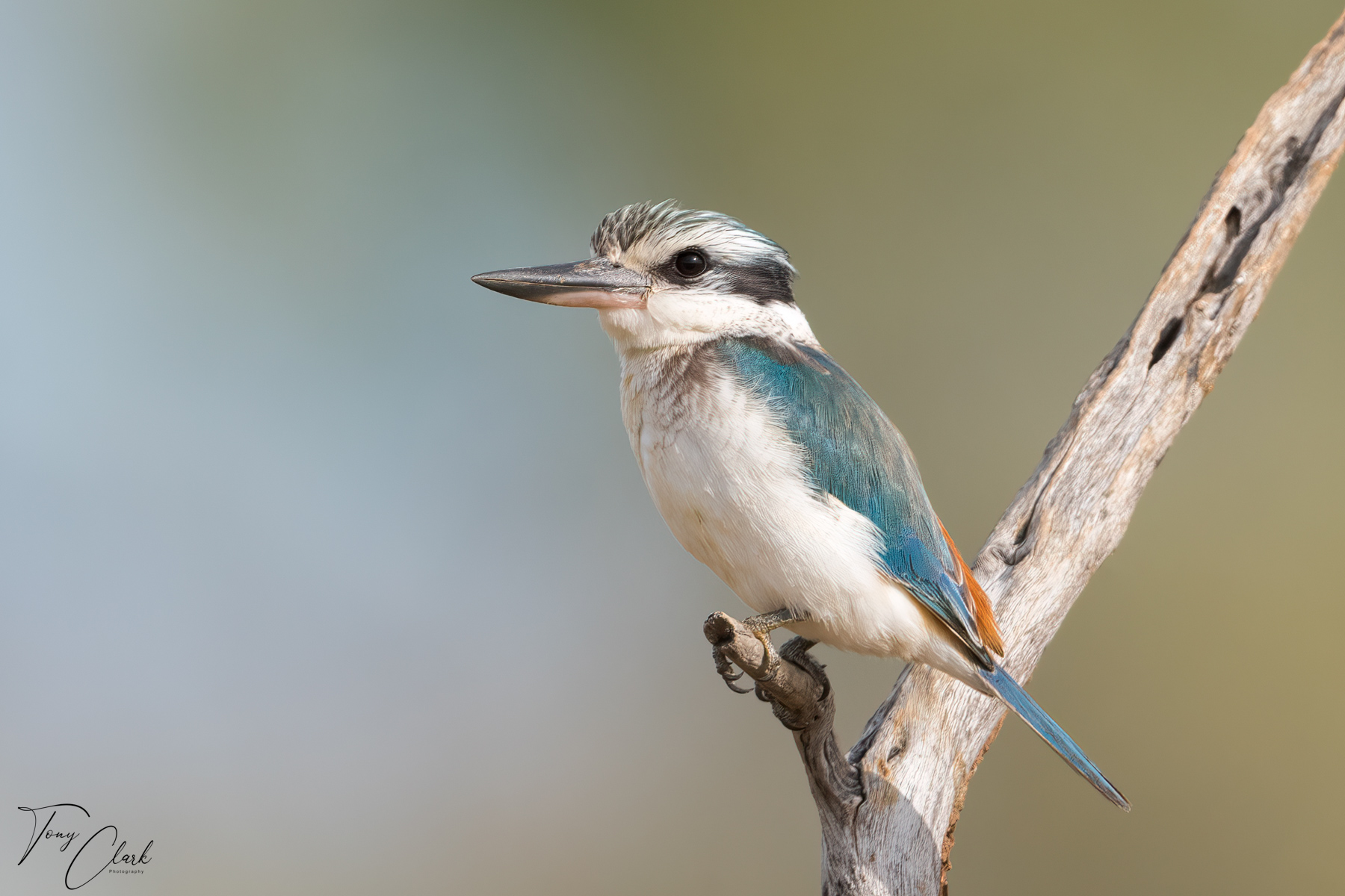 REd Backed Kingfisher_3 Winton.jpg