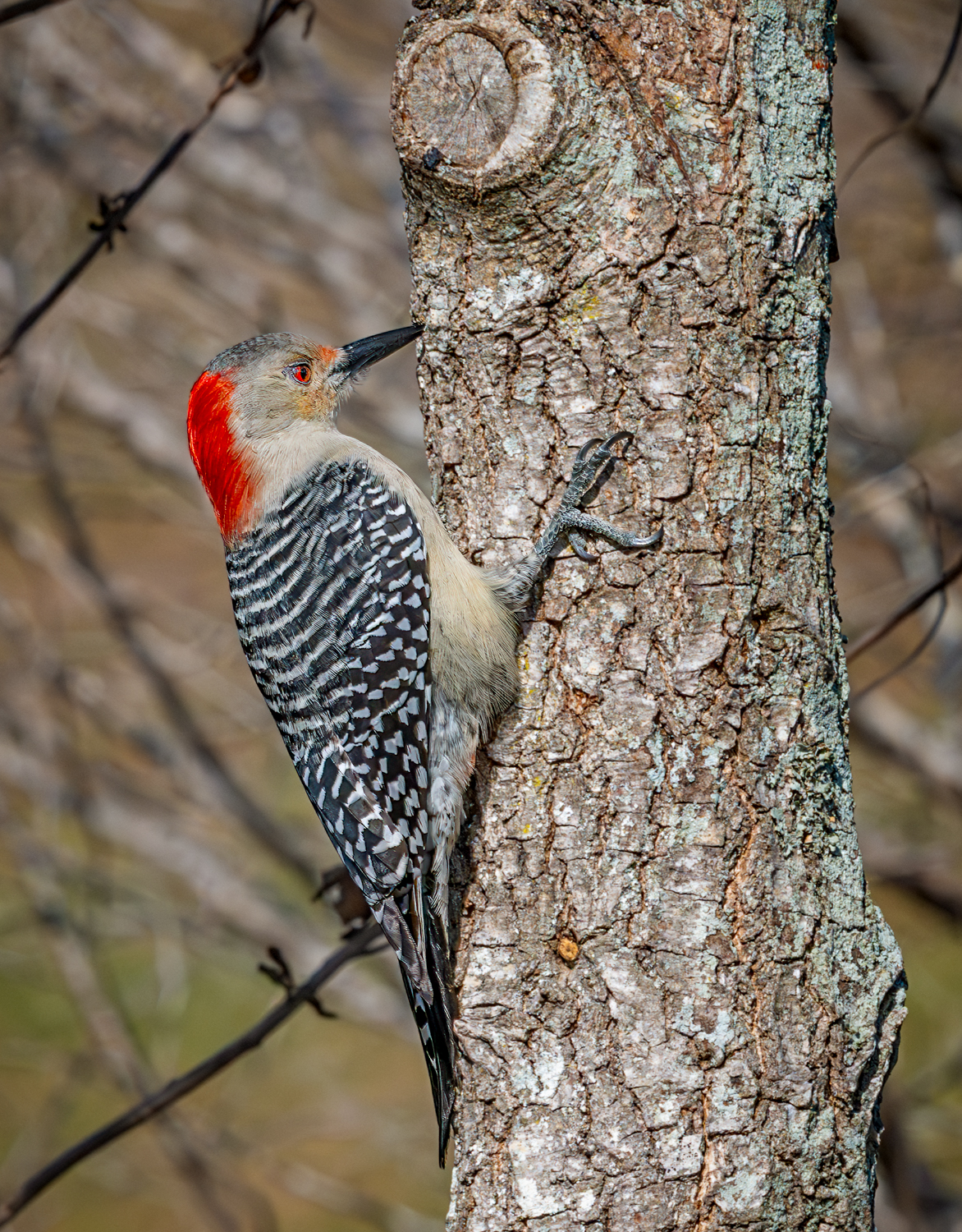 Red Bellied Woodpecker-1.jpg