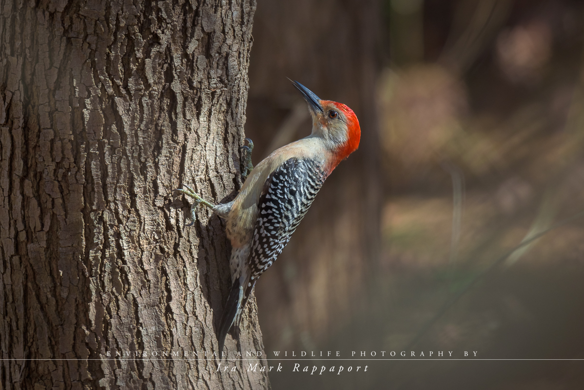 Red-bellied Woodpecker-2.jpg