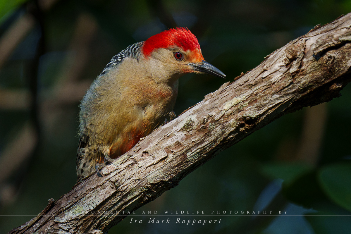 Red-bellied Woodpecker-2.jpg