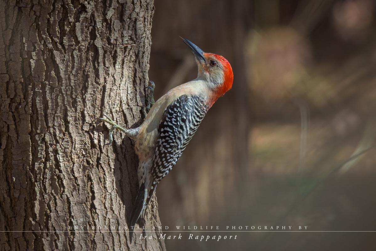 Red-bellied Woodpecker.jpg