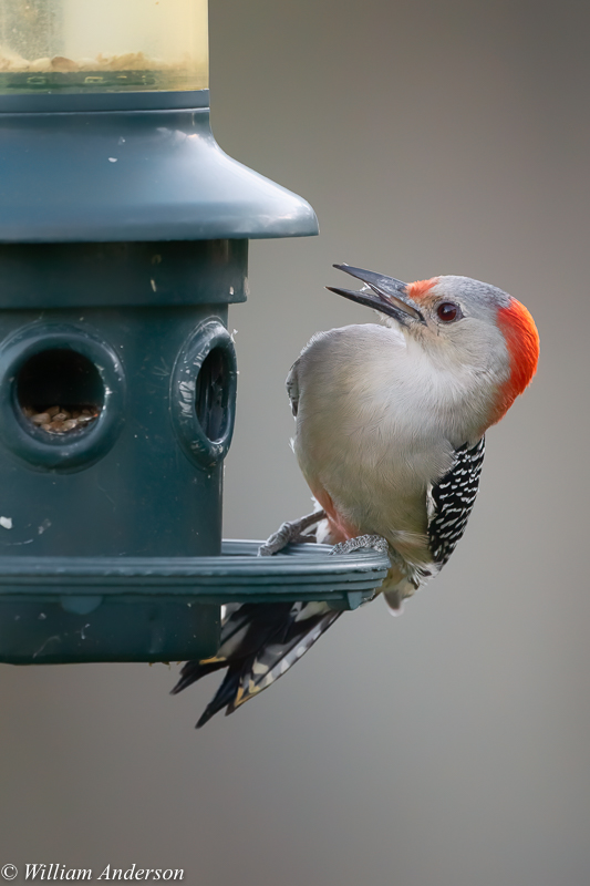 Red-bellied Woodpecker.jpg