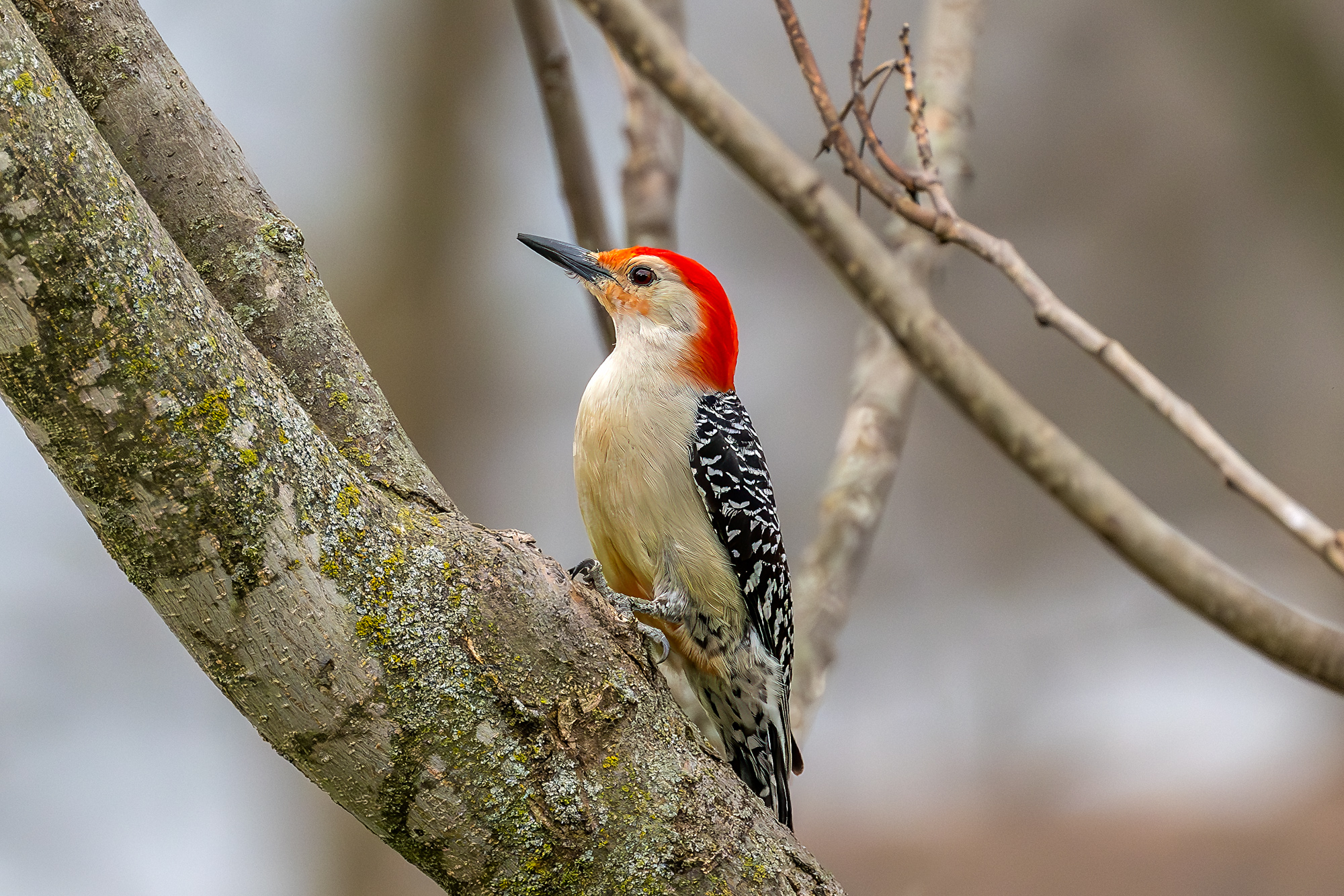 Red-bellied woodpecker.jpg