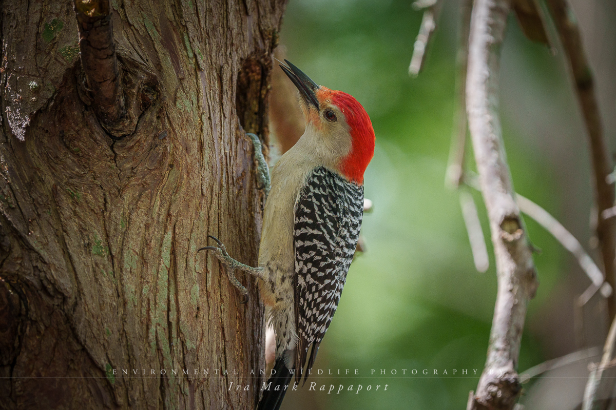 Red-bellied Woodpecker1.jpg