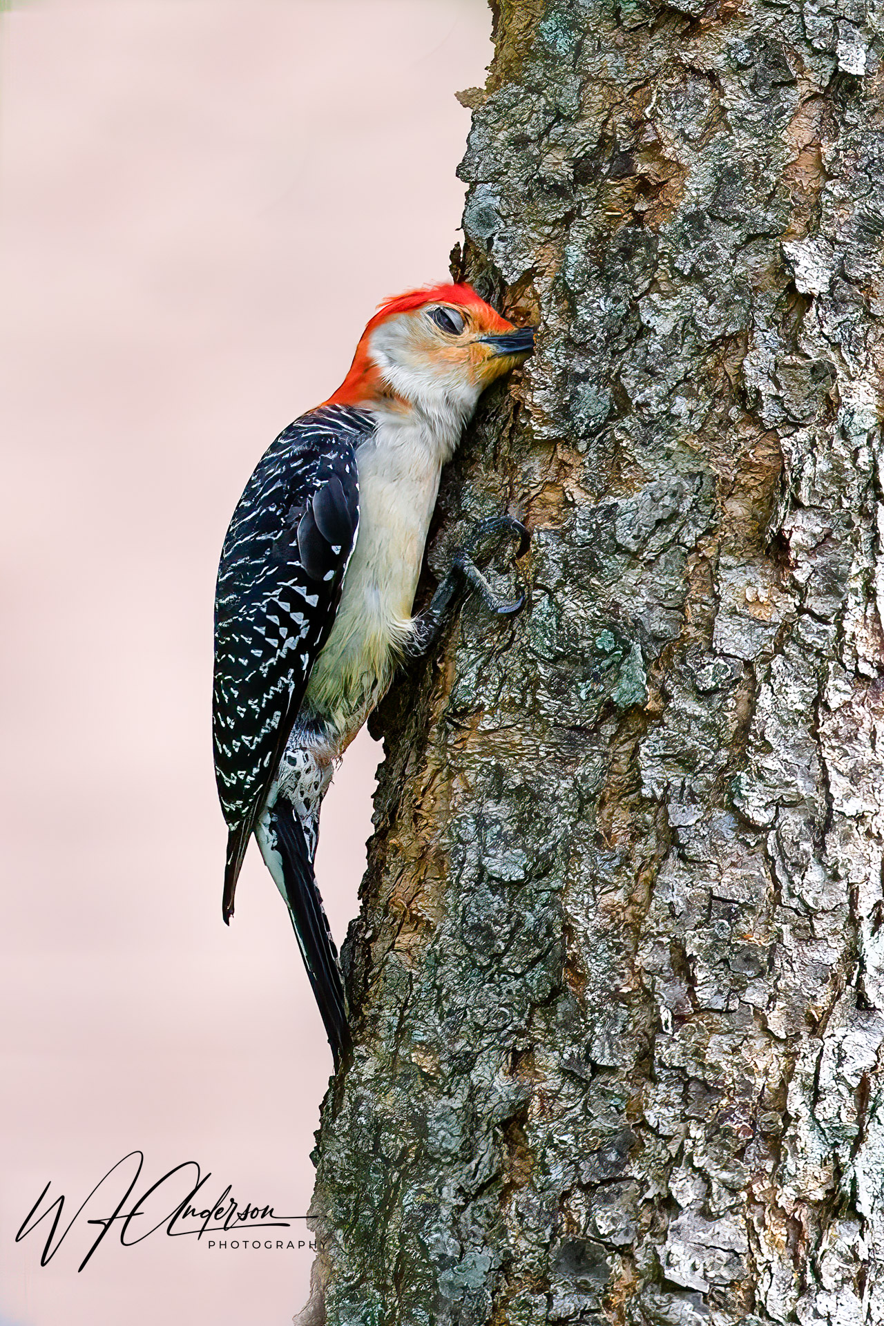 Red-bellied Woodpecker2.jpg