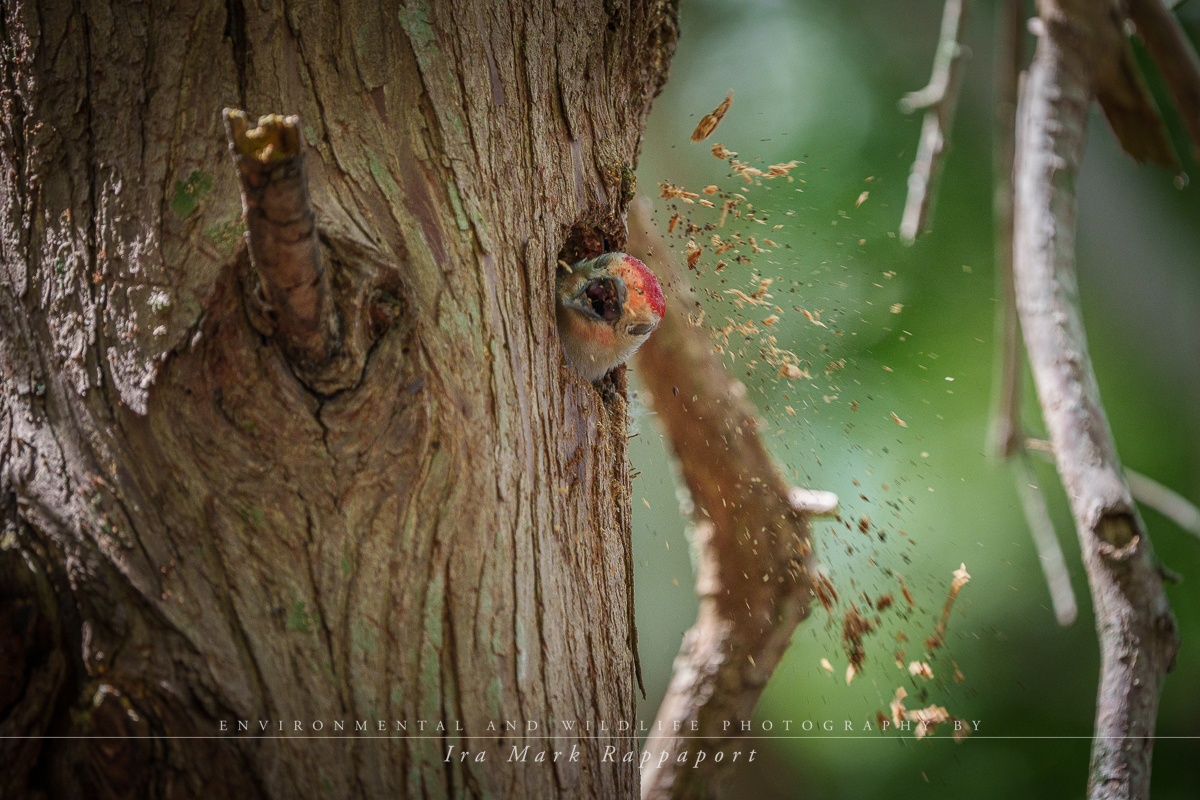 Red-bellied Woodpecker3.jpg