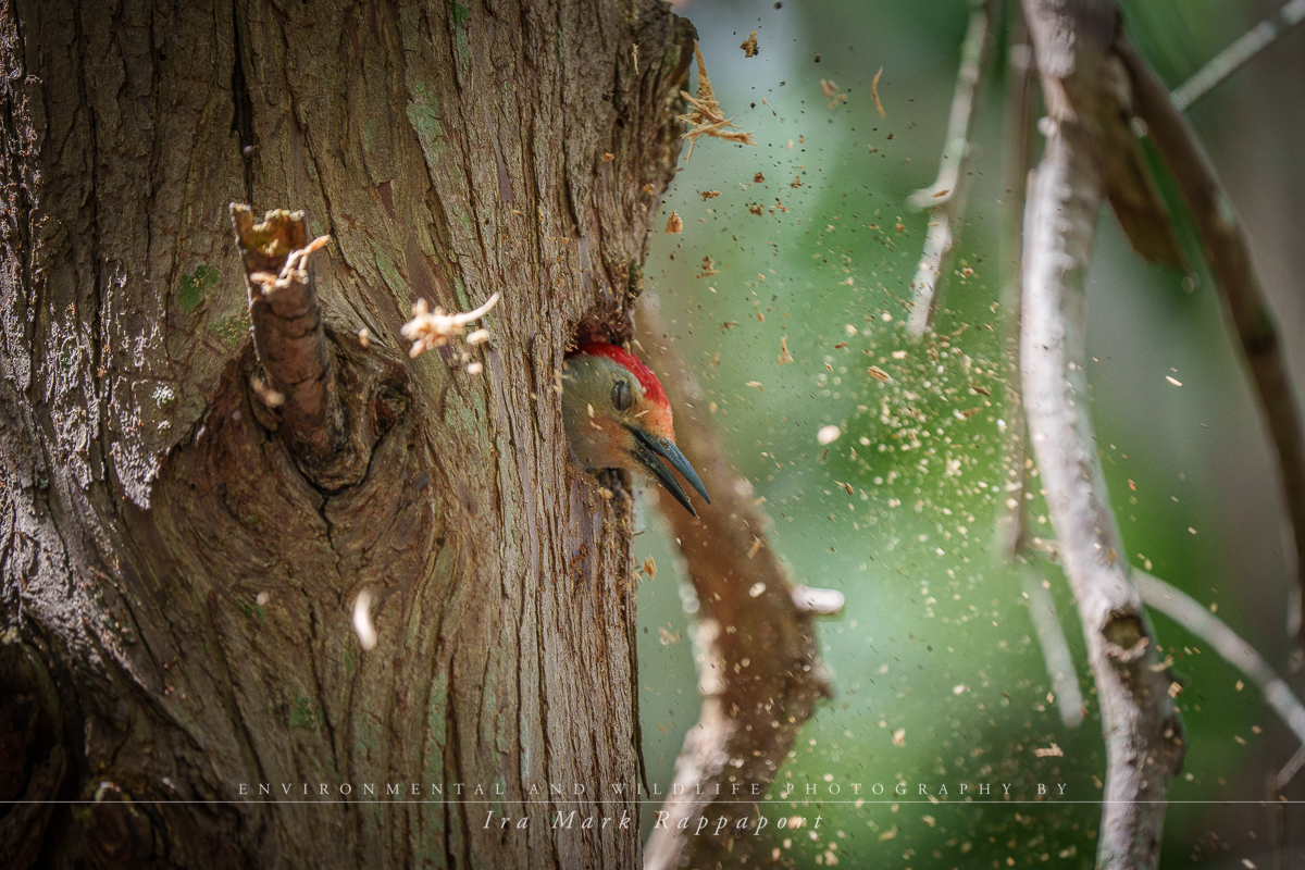 Red-bellied Woodpecker4.jpg
