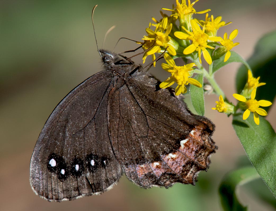 Red-bordered Satyr850_1681.jpg