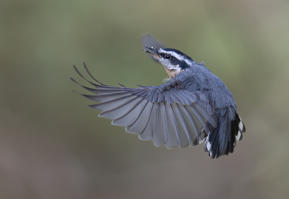 Red Breasted nuthatch in flight 4823.jpg