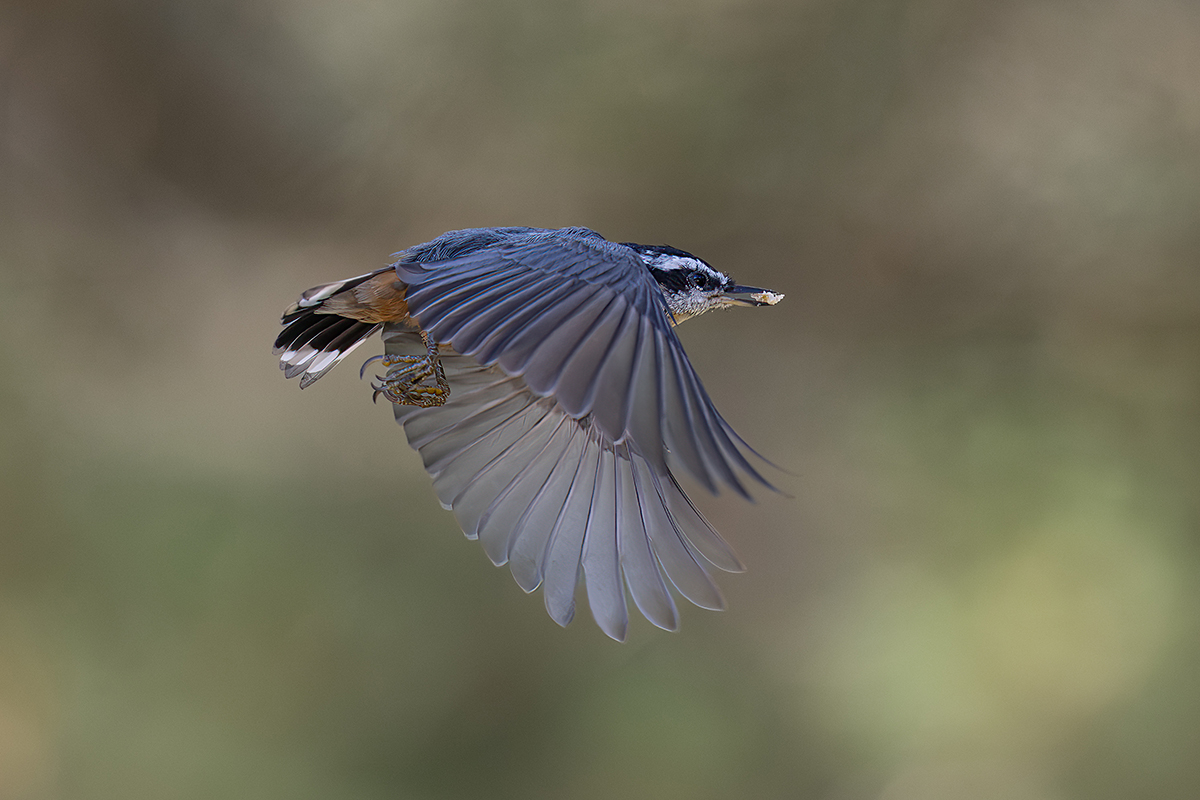 Red Breasted nuthatch in flight with suet 4655.jpg