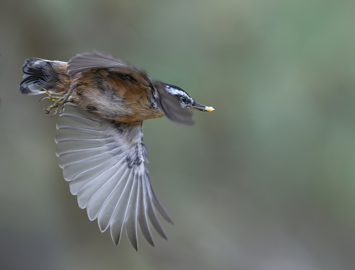 Red Breasted nuthatch in flight with suet 4765.jpg