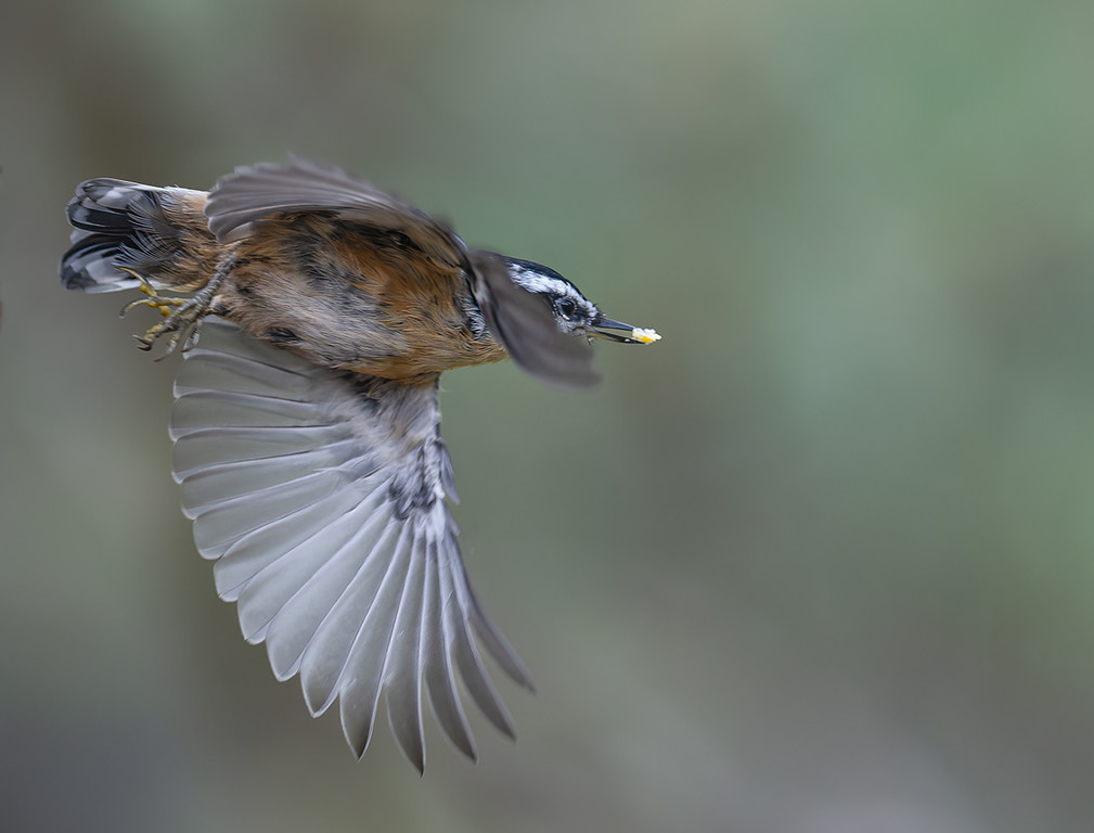 Red Breasted nuthatch in flight with suet 4765-XL.jpg