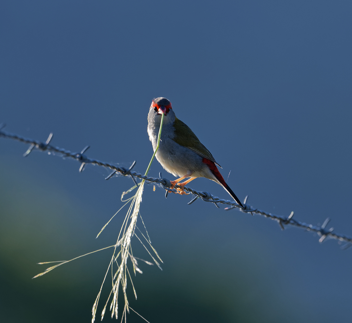 Red-browed Finch & grass (3)-1.jpg