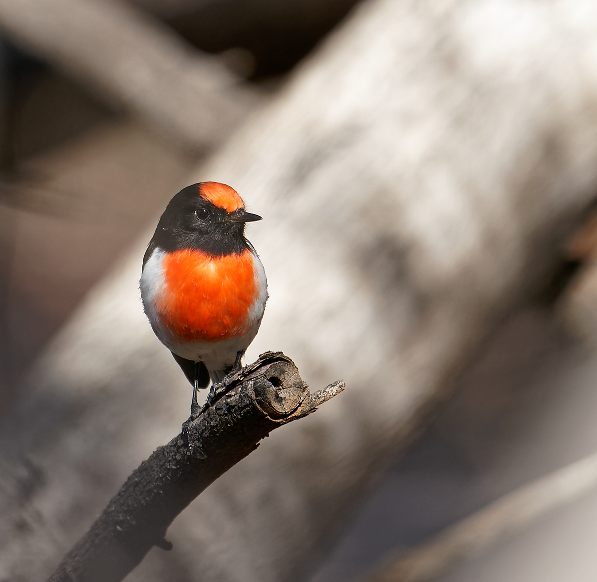 Red-capped Robin (7).jpg