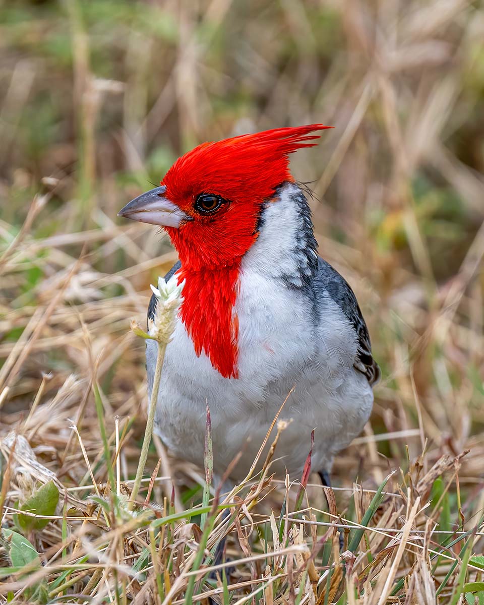 Red Crested Cardinal BCG Z50_5286.jpg