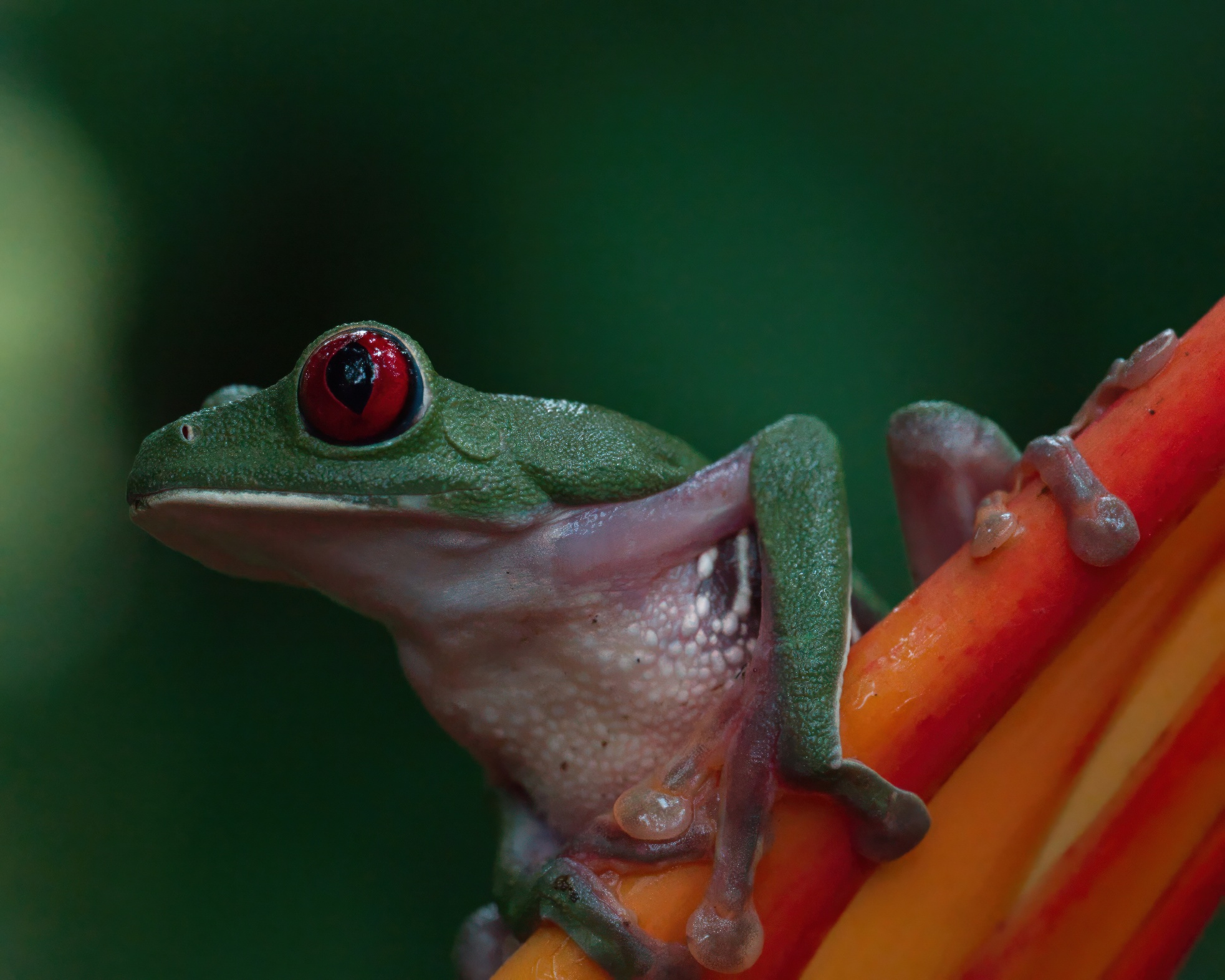 Red-eyed Tree Frog 5403-TPZBCG.jpeg